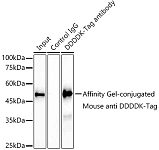 Immunoprecipitation - Affinity Gel-conjugated Mouse anti DDDDK-Tag mAb (AE061)