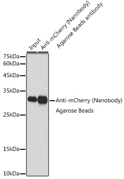 Immunoprecipitation analysis of 300 ?g extracts from 293T cells transfected with mCherry-tag, using 30?l Agarose beads Anti-mCherry VHH Single Domain antibody (AE073). Western blot analysis was performed using Anti-mCherry-tag antibody (AE171) at 1:5000 dilution.