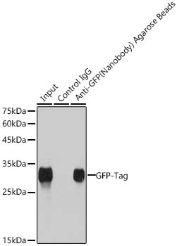 Immunoprecipitation analysis of 100 μg extracts of Eukaryotic expression of GFP using 30ul Anti-GFP(Nanobody) Agarose Beads antibody (AE074). Western blot was performed from the immunoprecipitate using Mouse anti GFP-Tag mAb (AE012) at a dilution of 1:10000