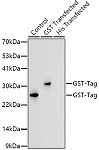 Western blot - Rabbit anti GST-Tag mAb (AE077)