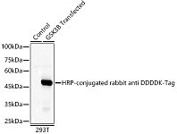 Western blot - HRP-conjugated Rabbit anti DDDDK-Tag mAb (AE095)
