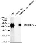 Immunoprecipitation - Magnetic Beads-conjugated Rabbit anti DDDDK-Tag mAb (AE097)