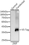 Western blot - Rabbit anti V5-Tag mAb (AE101)