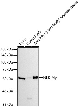 Immunoprecipitation of Myc-Tag in 300 ?g extracts from 293T cells transfected with NLK expression vector containing Myc-tag with 30 μL Anti-Myc (Nanobody) Agarose Beads (AE106). Western blot analysis was performed using Myc-Tag Rabbit mAb (AE070) at 1:10000 dilution.