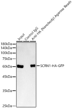 Immunoprecipitation analysis of 300 ug extract cell lysate from 293T cells transfected with SCRN1 expression vector containing HA and GFP tags with 30μL Anti-HA (Nanobody) Agarose Beads (AE108). Western blot was performed from the immunoprecipitate using Mouse anti HA-Tag mAb (AE065) at a dilition of 1:2000.