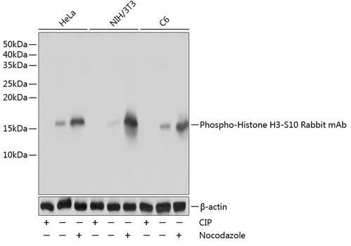 Phospho-Histone H3-S10 Rabbit monoclonal antibody