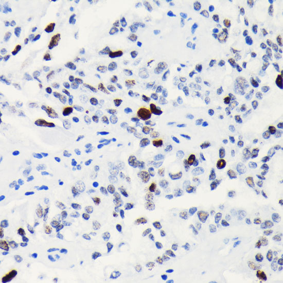 Phospho-Histone H3-S10 Rabbit monoclonal antibody