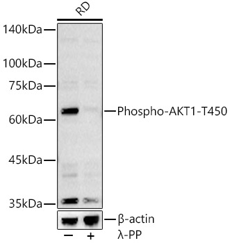 Phospho-AKT1-T450 Rabbit pAb