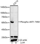 Western blot - Phospho-AKT1-T450 Rabbit pAb (AP0004)