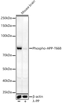 Phospho-APP-T668 Rabbit pAb