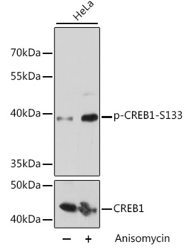 Phospho-CREB1-S133 Rabbit pAb