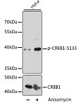 Western blot - Phospho-CREB1-S133 Rabbit pAb (AP0019)