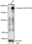Western blot - Phospho-EGFR-Y845 Rabbit pAb (AP0023)