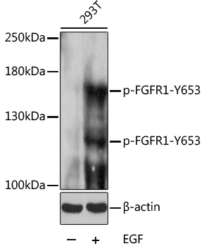 Phospho-FGFR1-Y653 Rabbit pAb