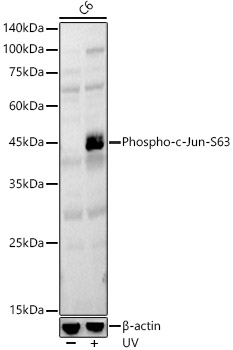 Phospho-c-Jun-S63 Rabbit pAb