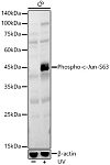 Western blot - Phospho-c-Jun-S63 Rabbit pAb (AP0048)