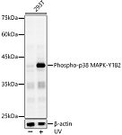 Western blot - Phospho-p38 MAPK-Y182 Rabbit pAb (AP0057)