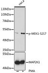Western blot - Phospho-MEK1-S217 Rabbit pAb (AP0062)