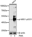 Western blot - Phospho-MEK1-pS221 Rabbit pAb (AP0064)