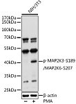 Western blot - Phospho-MAP2K3-S189/MAP2K6-S207 Rabbit pAb (AP0066)