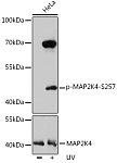 Western blot - Phospho-MAP2K4-S257 Rabbit pAb (AP0068)