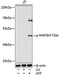 Western blot - Phospho-MAP2K4-T261 Rabbit pAb (AP0069)