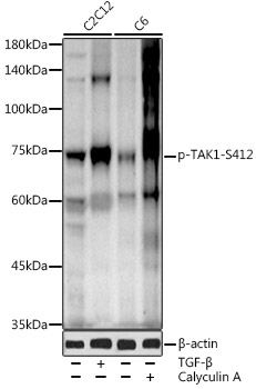Phospho-TAK1-S412 Rabbit pAb