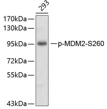 Phospho-MDM2-S260 Rabbit pAb