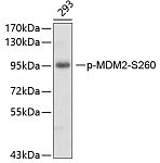 Western blot - Phospho-MDM2-S260 Rabbit pAb (AP0074)
