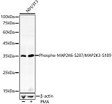 Western blot - Phospho-MAP2K6-S207/MAP2K3-S189 Rabbit pAb (AP0081)