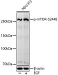 Western blot - Phospho-mTOR-S2448 Rabbit mAb (AP0115)