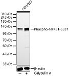 Western blot - Phospho-NFKB1-S337 Rabbit pAb (AP0125)