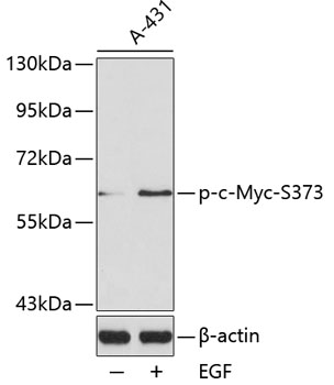 Phospho-c-Myc-S373 Rabbit pAb