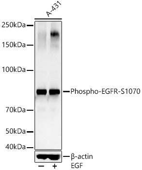 Phospho-EGFR-S1070 Rabbit pAb