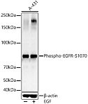 Western blot - Phospho-EGFR-S1070 Rabbit pAb (AP0153)