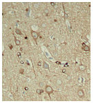 Western blot - Phospho-Tau-S396 Rabbit pAb (AP0163)