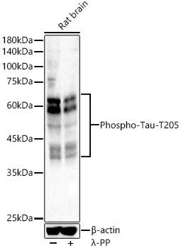Phospho-Tau-T205 Rabbit pAb