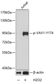 Phospho-VAV1-Y174 Rabbit pAb