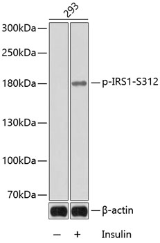 Phospho-IRS1-S312 Rabbit pAb
