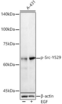 Phospho-Src-Y529 Rabbit pAb