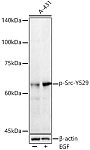 Western blot - Phospho-Src-Y529 Rabbit pAb (AP0185)