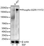 Western blot - Phospho-EGFR-Y1172 Rabbit pAb (AP0218)