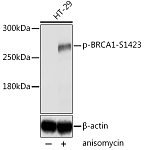 Western blot - Phospho-BRCA1-S1423 Rabbit pAb (AP0232)