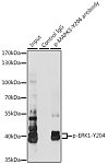 Western blot - Phospho-ERK1-Y204 Rabbit pAb (AP0235)