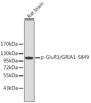 Phospho-GluR1/GRIA1-S849 Rabbit pAb