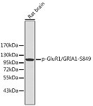 Western blot - Phospho-GluR1/GRIA1-S849 Rabbit pAb (AP0242)