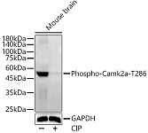 Western blot - Phospho-Camk2a-T286 Rabbit pAb (AP0255)