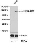 Western blot - Phospho-NFKB1-S927 Rabbit pAb (AP0264)