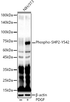 Phospho-SHP2-Y542 Rabbit pAb