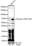 Western blot - Phospho-SHP2-Y542 Rabbit pAb (AP0267)